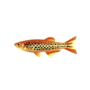 Orange Finned Danio